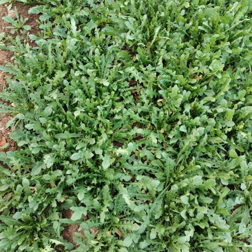 荠荠菜