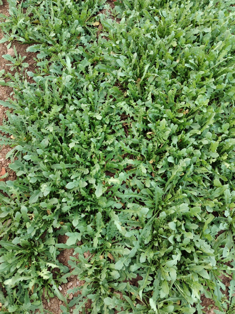 荠荠菜