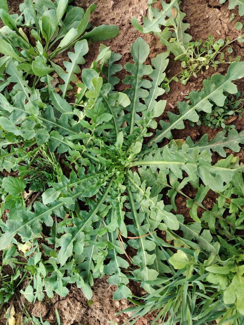 荠荠菜