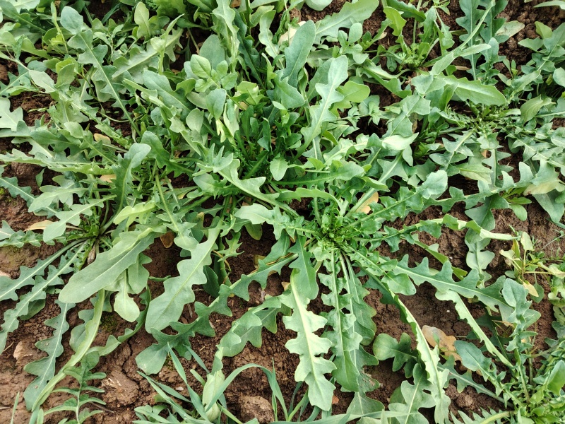 荠荠菜