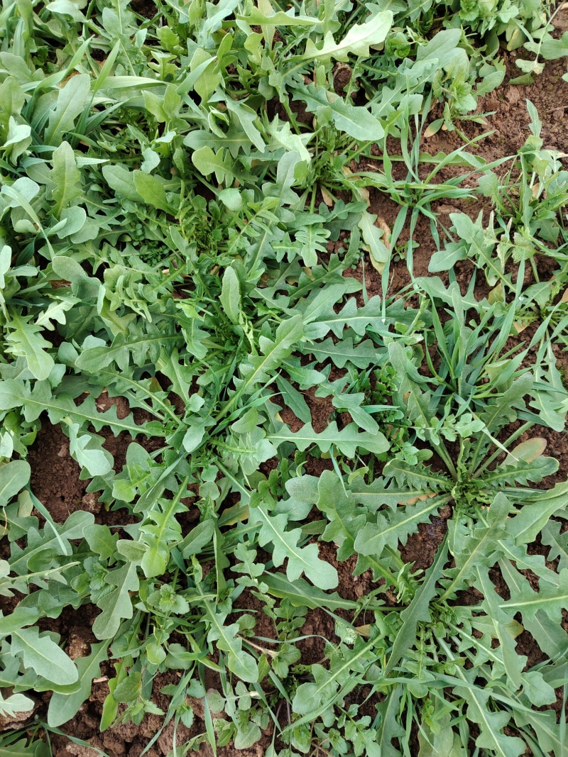 荠荠菜