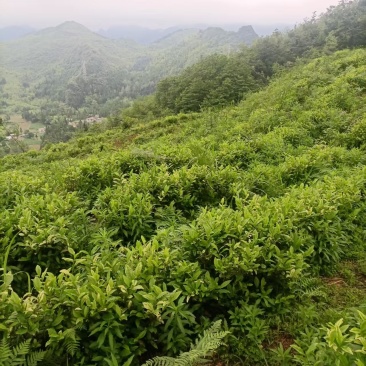 贵州安吉白茶