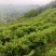 贵州安吉白茶