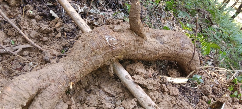 野生葛根粉