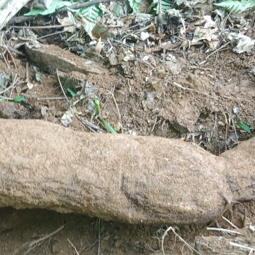 野生葛根粉