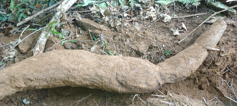野生葛根粉