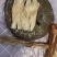 野生葛根粉