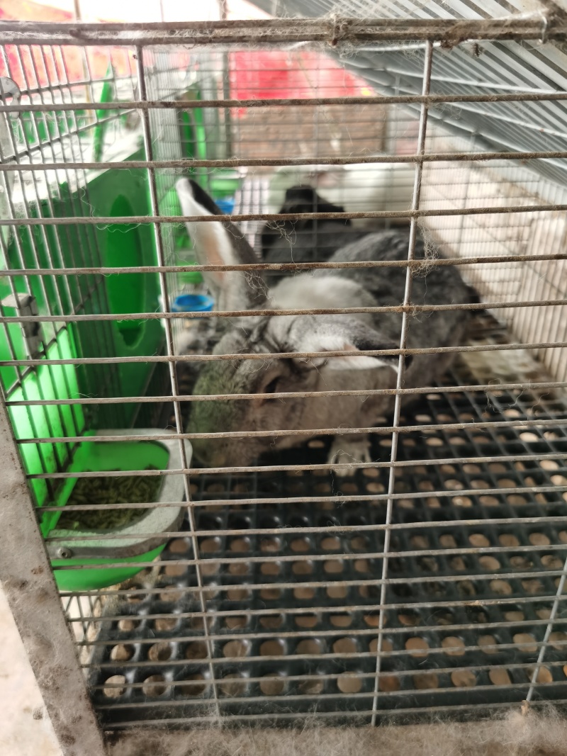 种兔