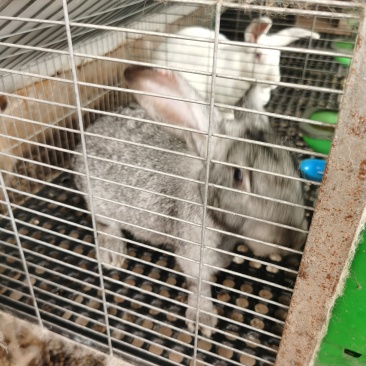 种兔