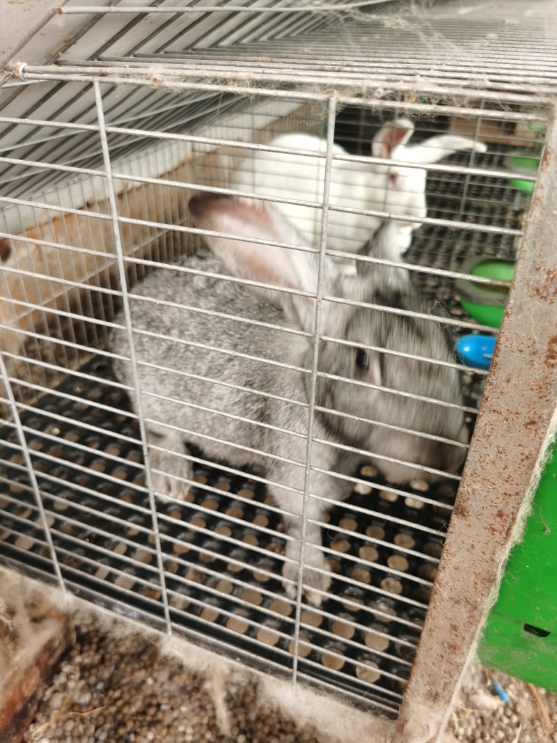 种兔