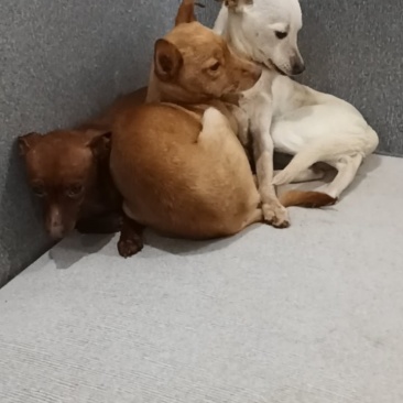 狗