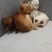 狗