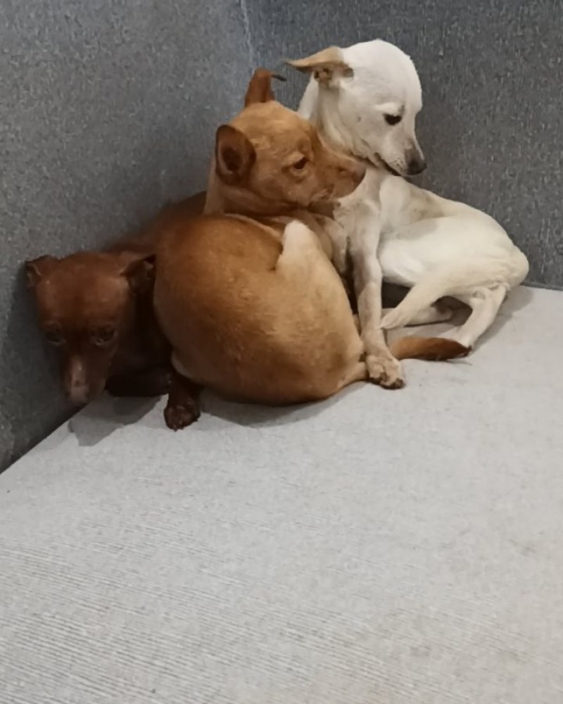 狗