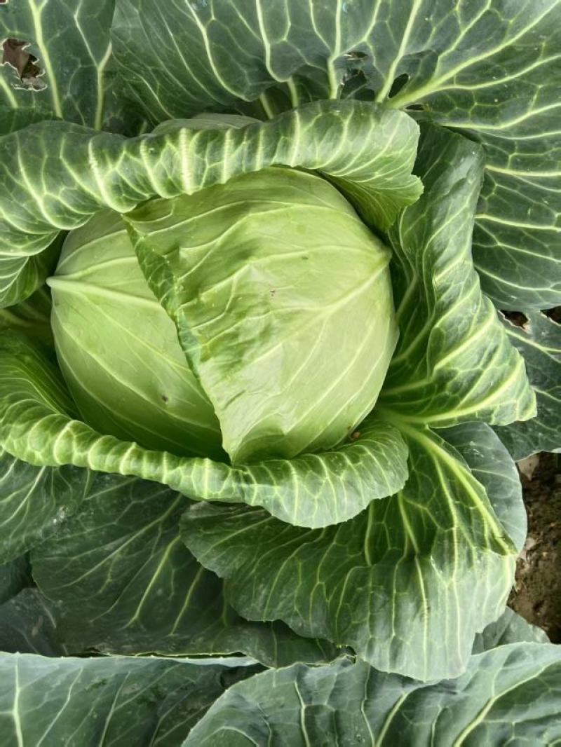 潼南脆白菜
