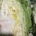 潼南脆白菜