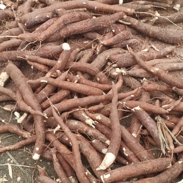 食用木薯