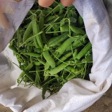 云南新鲜豌豆