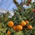 福建省福安市精品砂糖橘产地服务