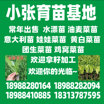 意大利生菜苗，油麦菜苗