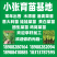 意大利生菜苗，油麦菜苗
