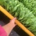 意大利生菜苗，油麦菜苗