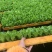 意大利生菜苗，油麦菜苗