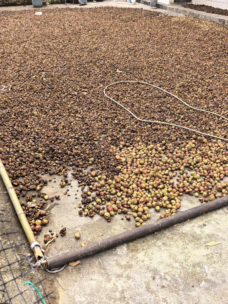 老树小果山茶油