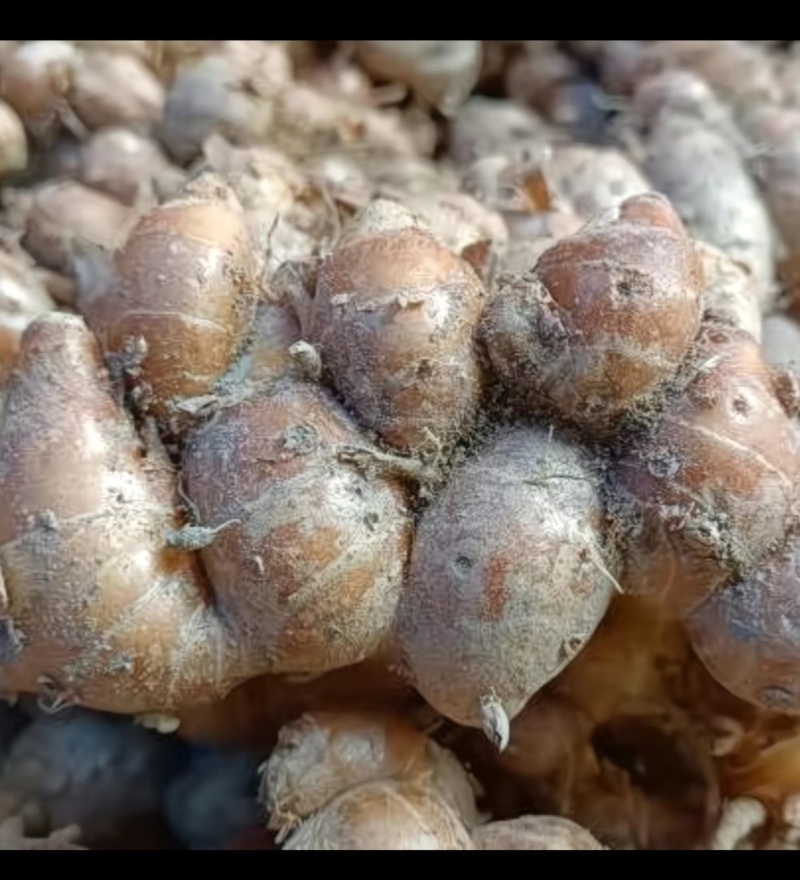 自己种的沙姜，
