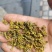 手工黄金芽(茶叶)
