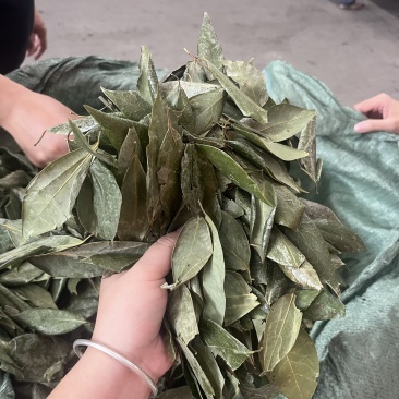 广西产地香叶低价批发量大从优国产香叶特绿