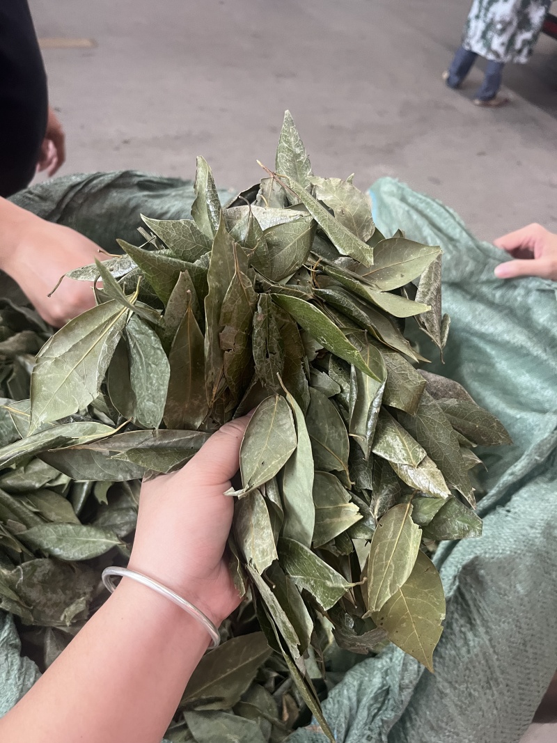 广西产地香叶低价批发量大从优国产香叶特绿