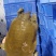 青黄背甲鱼中华鳖