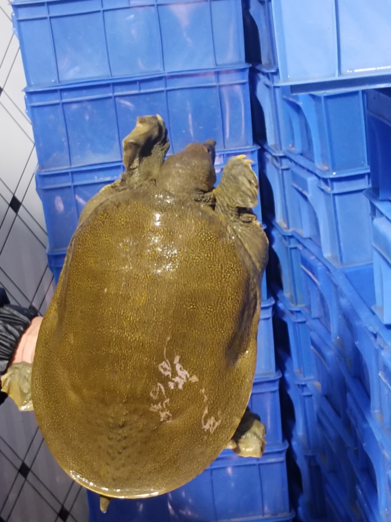 青黄背甲鱼中华鳖