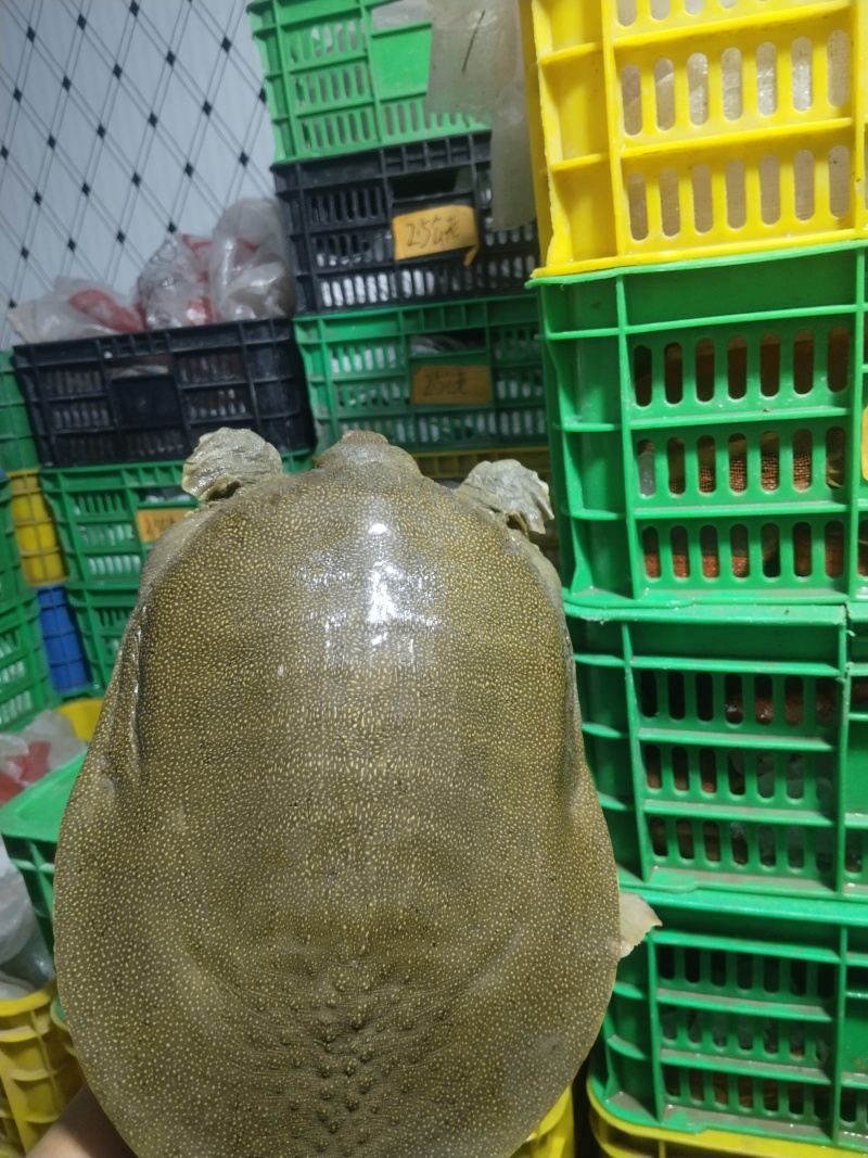 青黄背甲鱼中华鳖