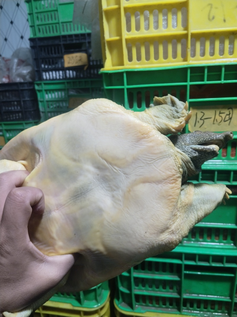 青黄背甲鱼中华鳖