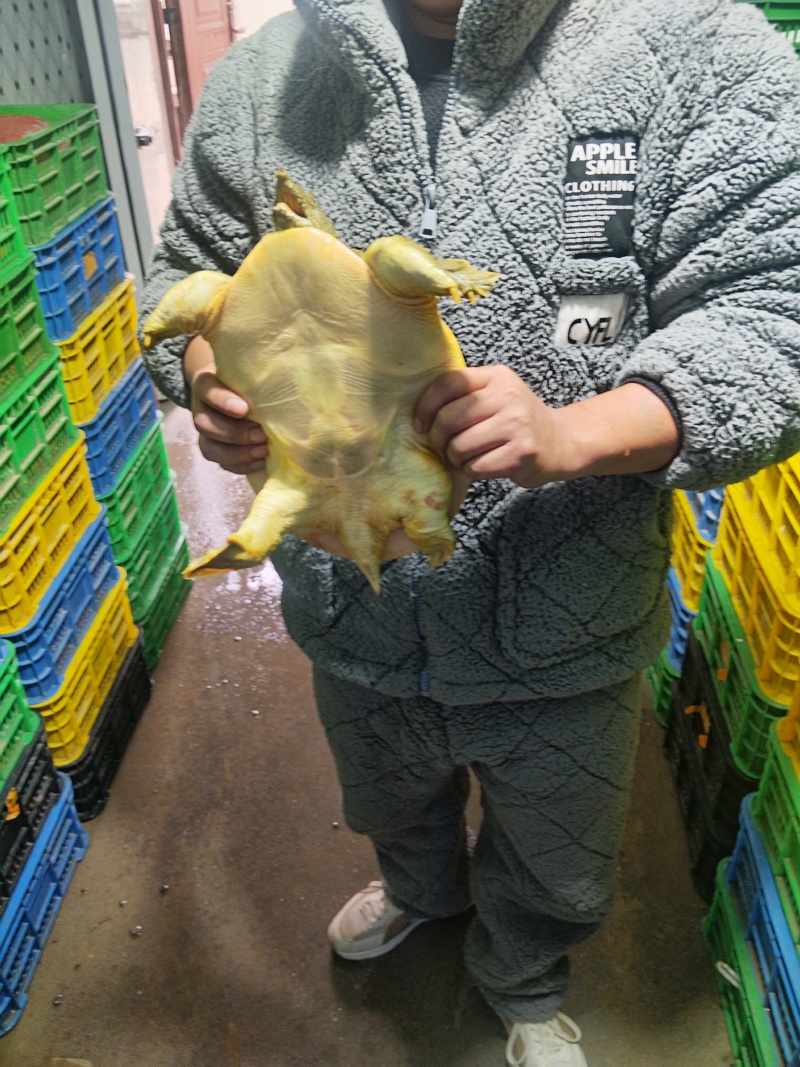 青黄背甲鱼中华鳖