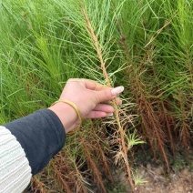 湿地松袋苗小袋湿地松