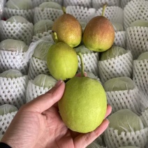 新疆库尔勒香梨