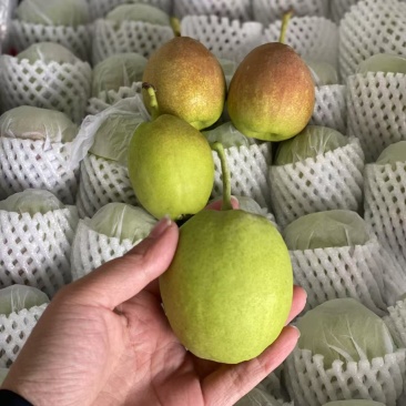 新疆库尔勒香梨