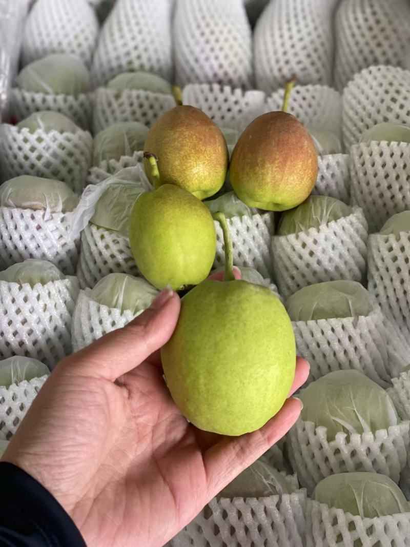 新疆库尔勒香梨