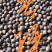 苦槠子苦槠粉