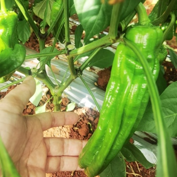 湛江徐闻泡椒，螺丝椒，线椒，青皮尖椒，黄皮尖椒
