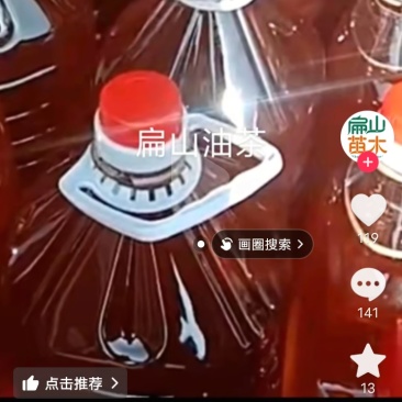 卖正宗山茶油