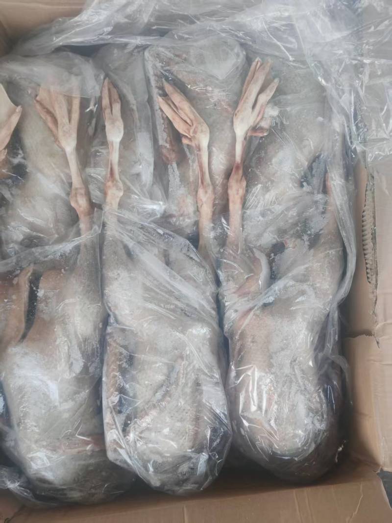 大日期一级全鹅质量保证保存的很好价格便宜