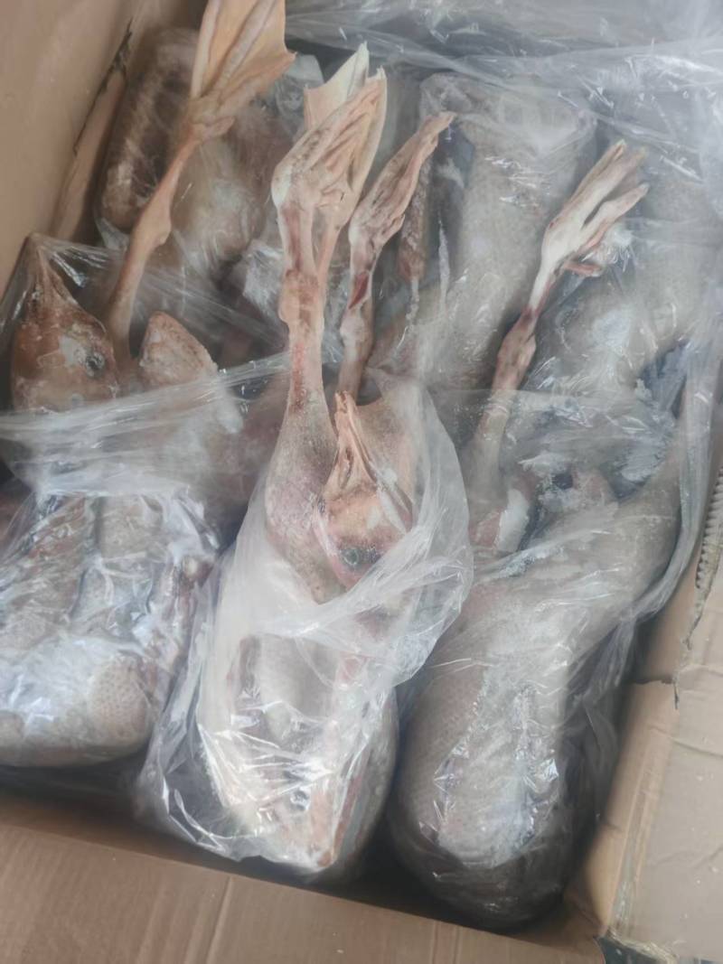 大日期一级全鹅质量保证保存的很好价格便宜