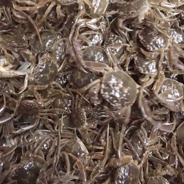洪湖清水大闸蟹