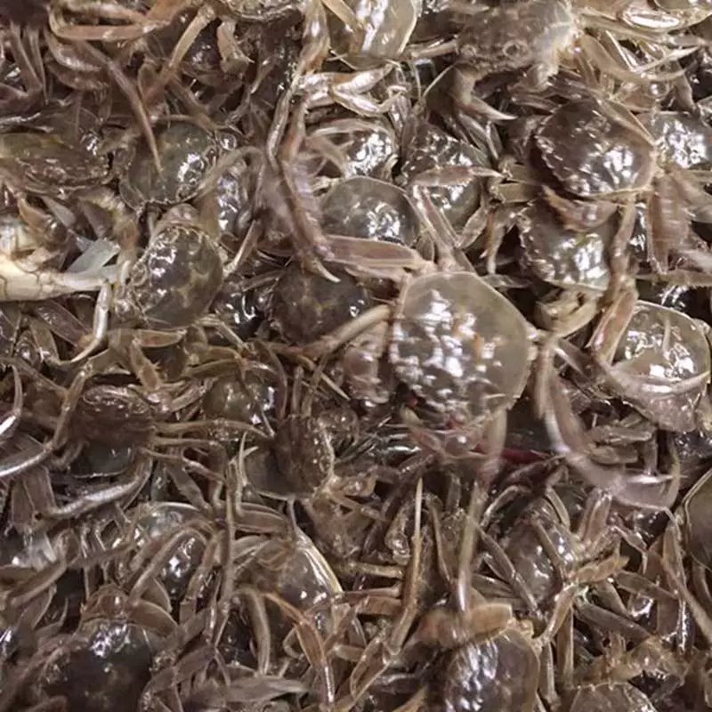 洪湖清水大闸蟹