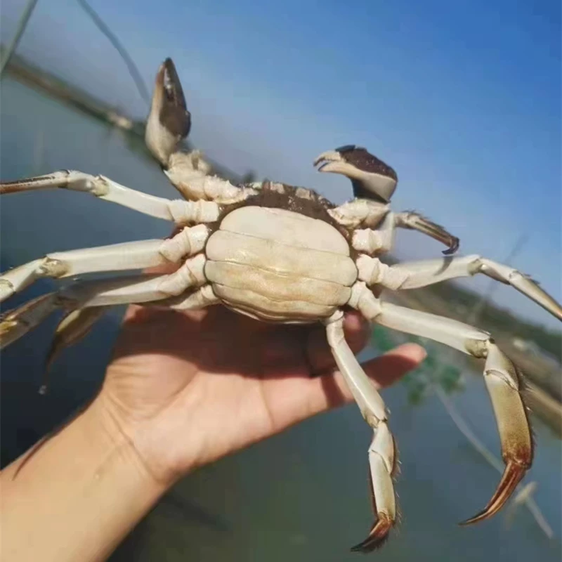 洪湖清水大闸蟹