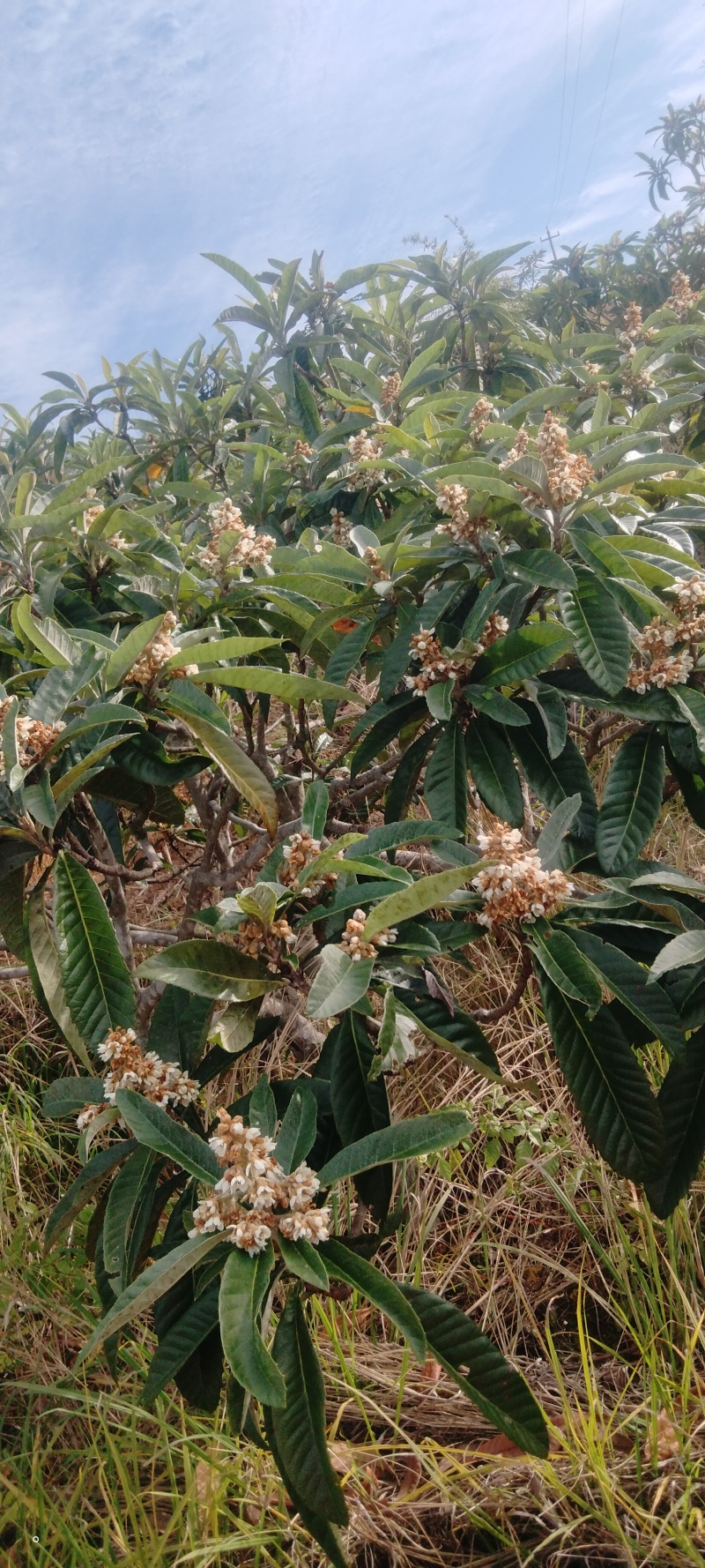 正宗枇杷花冬蜜