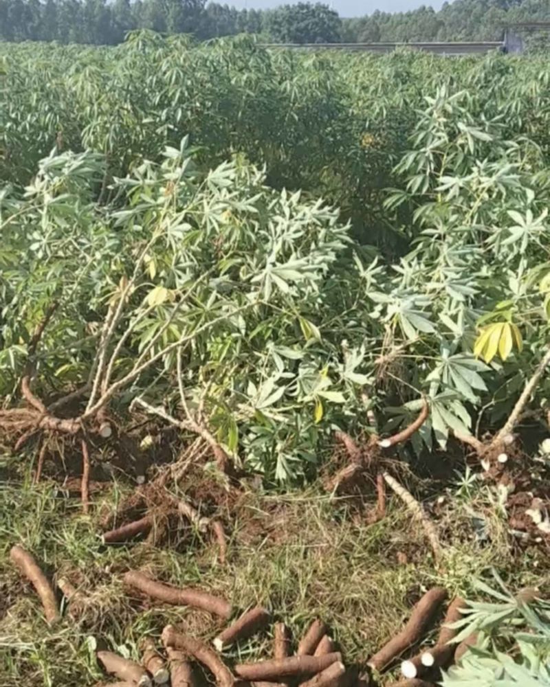 黄心木薯华南9号。